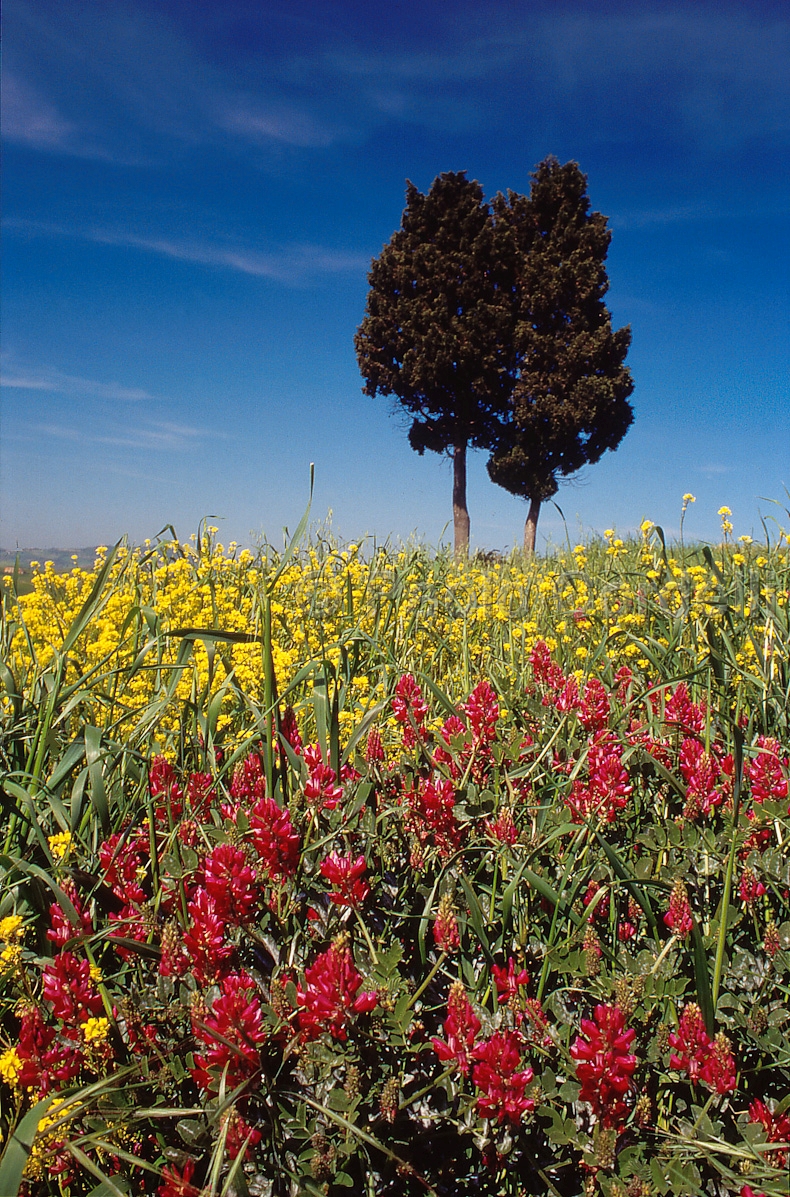 Hills, Tuscany, Italy
(cod:Tuscany 26)